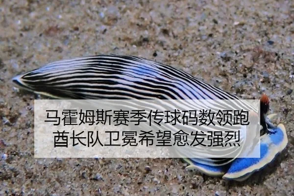 ma-huo-mu-si-sai-ji-chuan-qiu-ma-shu-ling-pao-qiu-zhang-dui-wei-mian-xi-wang-yu-fa-qiang-lie-2-491.jpg